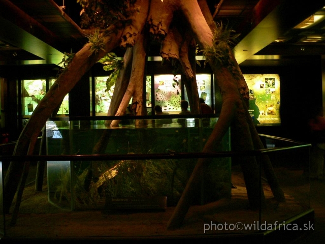 congo edu 08.jpg - Aquarium and giant forest tree.